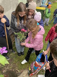 Výsadba růže Želešická růže - obrázek číslo: 2