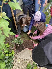 Výsadba růže Želešická růže - obrázek číslo: 4