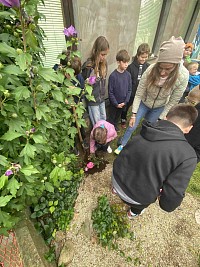 Výsadba růže Želešická růže - obrázek číslo: 6