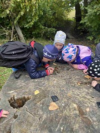 ŠD - pozorování Karhánku pod mikroskopy - obrázek číslo: 5