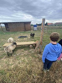 ŠD - návštěva oveček - obrázek číslo: 2