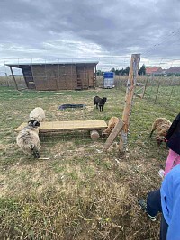 ŠD - návštěva oveček - obrázek číslo: 4