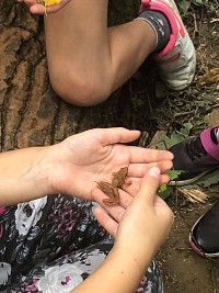 ŠD - zkoumáme les - obrázek číslo: 3