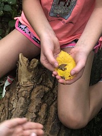 ŠD - zkoumáme les - obrázek číslo: 4