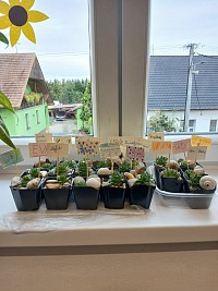 Laboratorní práce v přírodovědě 4.-5. ročník - obrázek číslo: 6