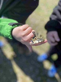 ŠD - pozorování motýlů - obrázek číslo: 1